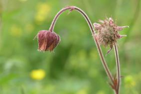 Humleblomster