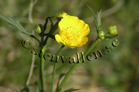 Sm&ouml;rblomma