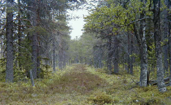 Jonasvägen